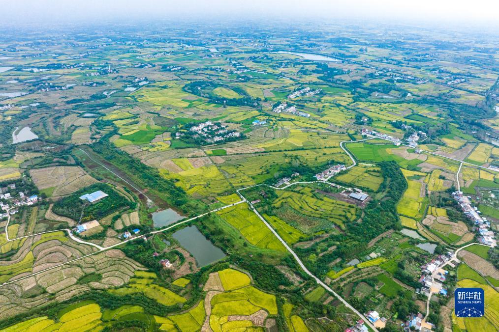 金沙财旺登录